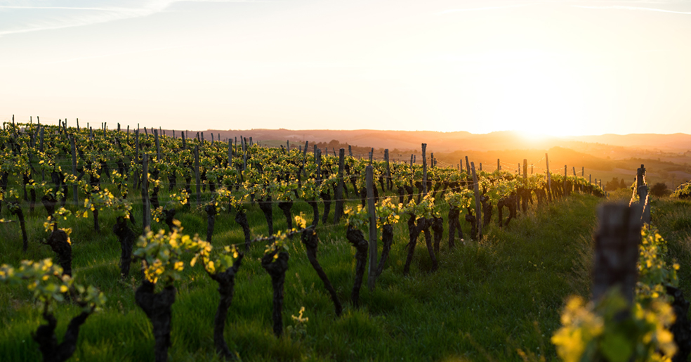 Bild på växande vinrankor i en solnedgång.