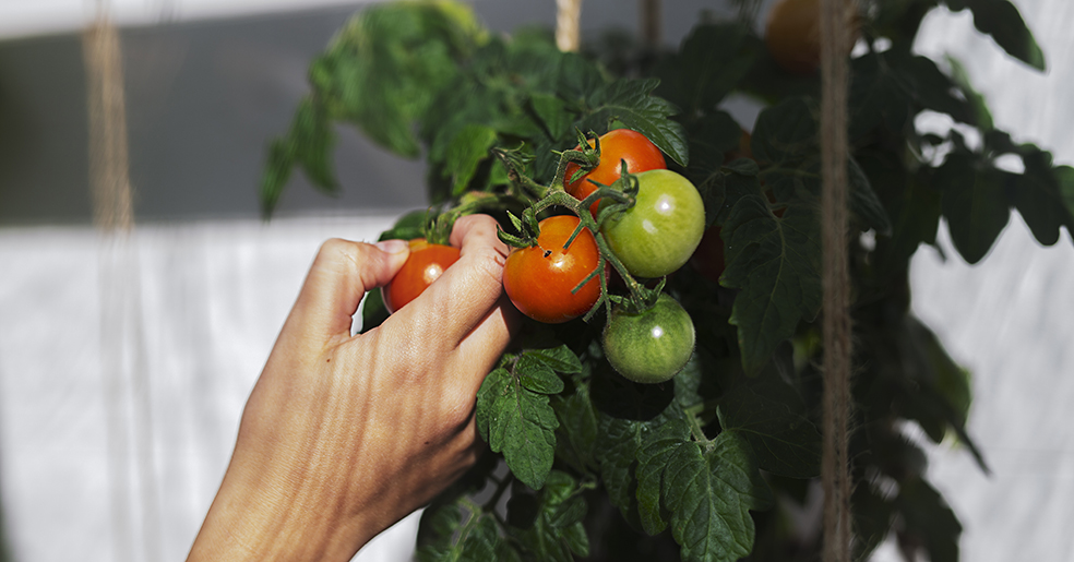 Hand som plockar tomater från en planta.