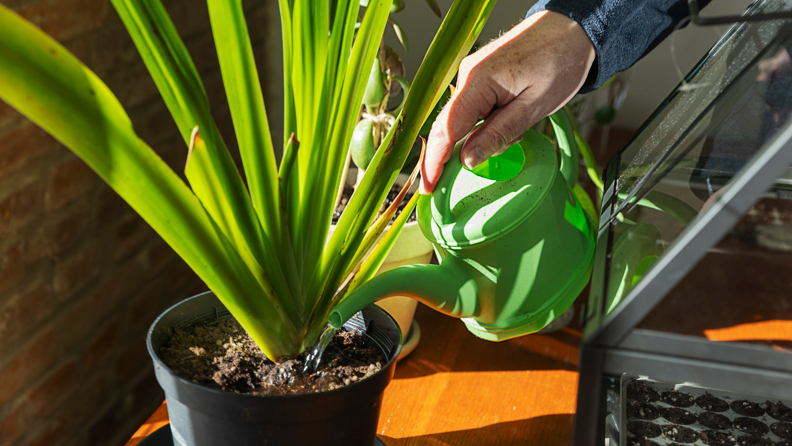 Ett foto av en person som vattnar en krukväxt.